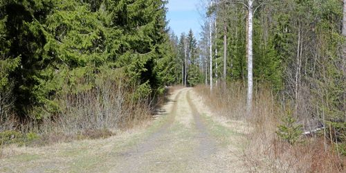 Pengar att tjäna på bra skogsbilvägar
