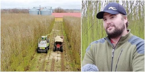 ATL TV: De odlar salix för att slippa viltet