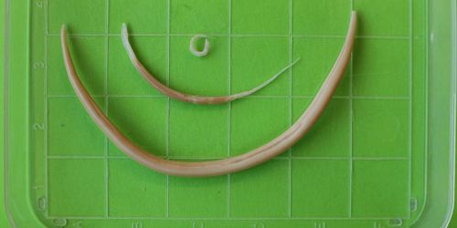 Ny metod för effektivare behandling av spolmask