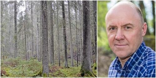LRF Skogsägarna: Skog för 30 miljarder kan bli värdelös