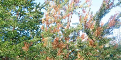 Invasiv tallsvamp även i Norge