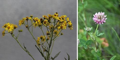 Giftiga växter och hästslakt