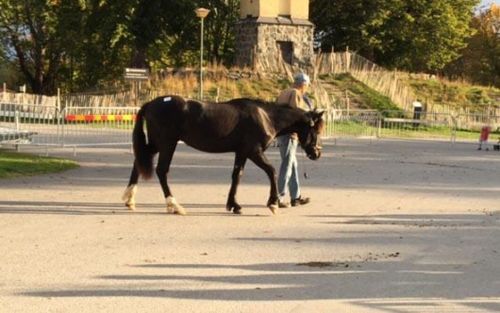 410 unghästar under klubban