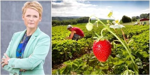 Förslaget: 8 000 permitterade kan få jobb i lantbruket