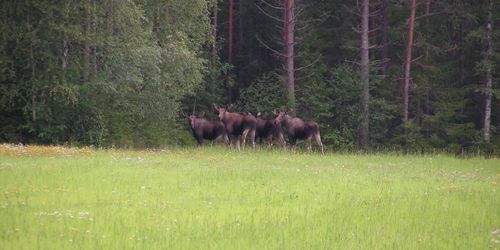 Skogsstyrelsens uppmaning – nå avskjutningsmålen