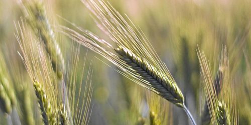 Ökat intresse för eget utsäde