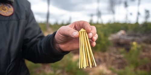 Vill rädda tallplantorna med nytt toppskydd