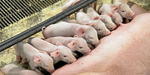 Framgång för djurpartier i EU-valet