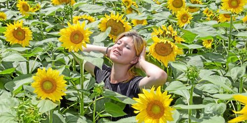 Polis ingrep när selfiesugna besökare invaderade solrosodling
