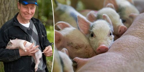 Så lyckades grisgården höja sin produktion