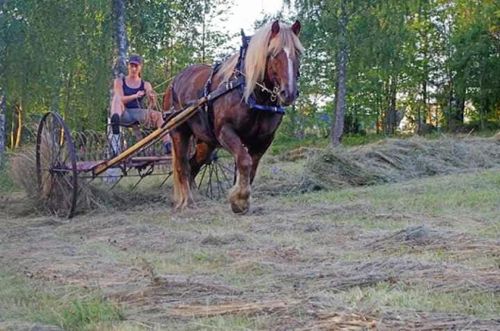Prisas för slåtter med häst