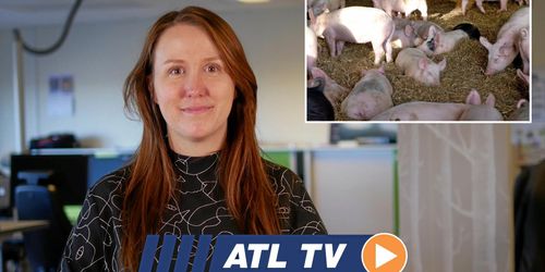 ATL TV: Ekobonde vill sälja gris till Asien