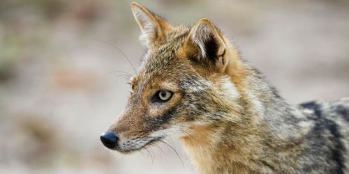 Schakalen närmar sig Sverige