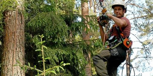 ATL TV: Han skruvar sig upp i träden