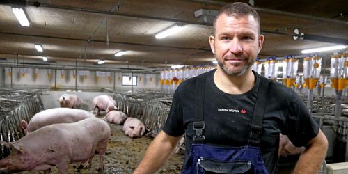 Dansk grisbonde satsar på lösdrift