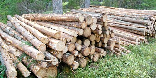 Polisanmälan efter gallring i vattenskyddsområde