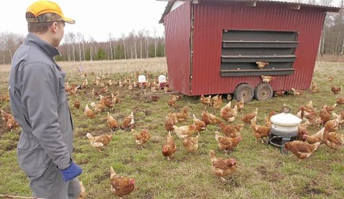 Här är höns på grönbete lösningen på mycket