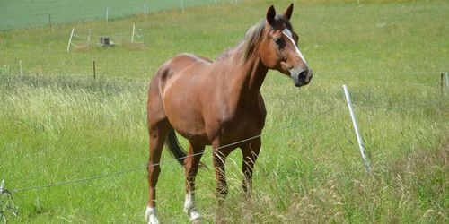 Svar direkt: Inga skarpa förslag om häst