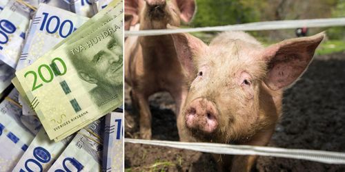 Grisbönder sticker ut – räknar med god pension