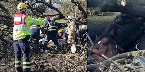 Sto nära krossas när träd föll