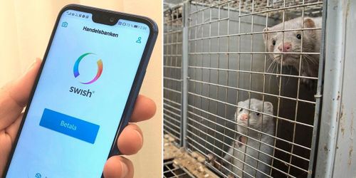 Startar insamling till dömda minkfarmaren