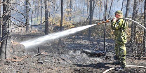 Säljstopp på skogsförsäkring