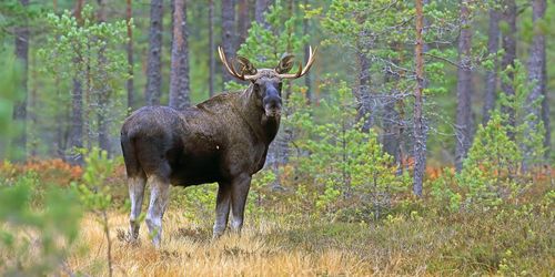Älgförvaltning utan hänsyn till verkligheten
