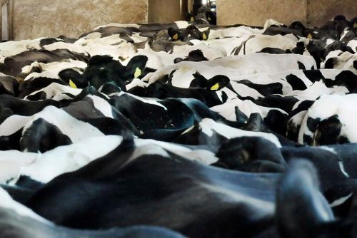 Kötiden till slakt fortsätter växa