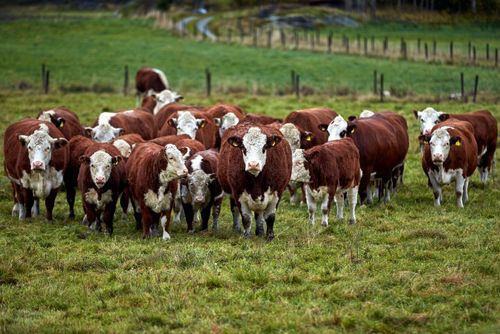 Matfusk och djurskydd till riksdagen