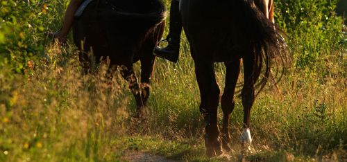 Red berusad – dömd för mened