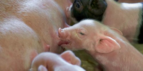Fler smågrisar per sugga på gårdarna