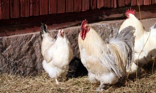 Salmonella funnen på gård – samtliga höns avlivas