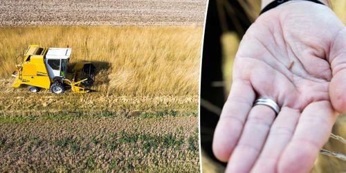 Första skörden av kernzasåld