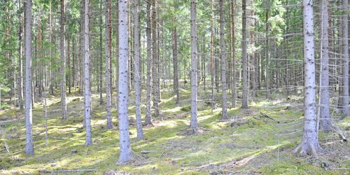 Skogsägare fick rätt om skogskontot