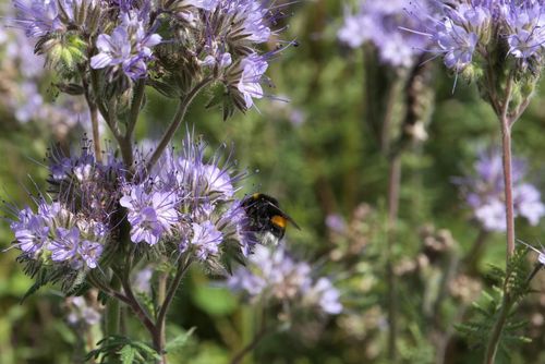 Så väljer du mellangröda