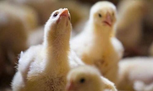 Världens största kycklingland hotas av kollaps