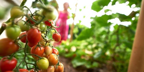 Rester av växtskyddsmedel i Kravmärkt växtnäring