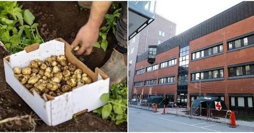 Årets första primörer till coronakämpar