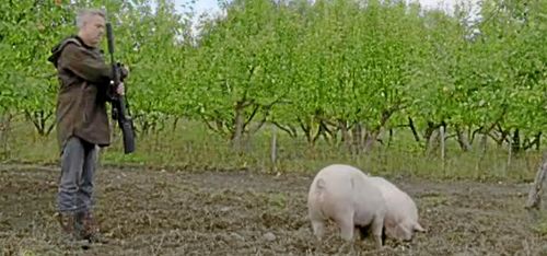 Balanserad bild av grislivet i Schyfferts kött-tv