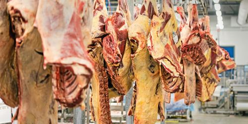 ”Folk ringer och gråter, de har inget foder till djuren”