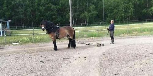 Försvunnen häst hittad död vid sjö