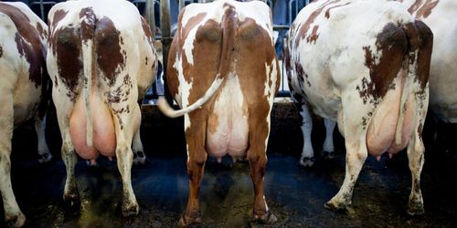 Lättare att hitta rätt åtgärd mot mastit