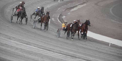 Ny metod kan läka artros hos häst