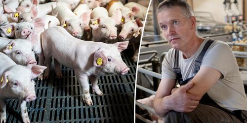 Han slaktar ut och satsar på friskare djur