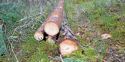 Södra sänker massaveden