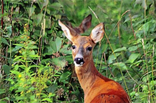Rådjursbetningen ökar kraftigt