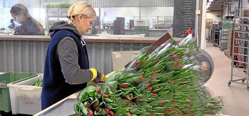 Högtryck för tulpanförsäljningen