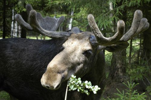 Ilsken älg attackerade instängd traktorförare