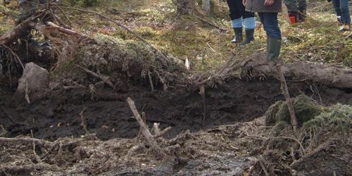 Var femte kulturlämning skadas av skogsbruket
