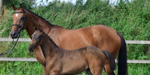 48 hästar säljs på auktion